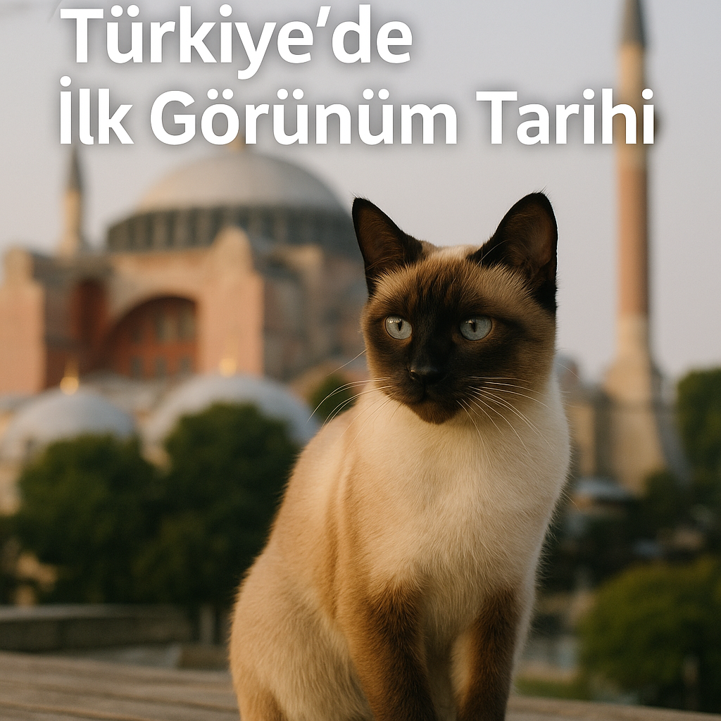 Siyam Kedileri: Türkiye’de İlk Görünüm Tarihi